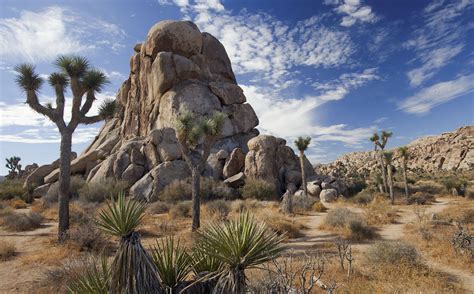 Joshua Tree Rock Climbing Campout